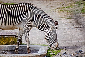 Close up photo of Chapman`s zebra standing and eating green grass, equus quagga chapmani. It is natural background or wallpaper