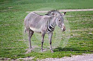 Close up photo of Chapman's zebra standing on green grass, equus quagga chapmani. It is natural background or wallpaper with