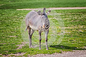 Close up photo of Chapman's zebra standing on green grass, equus quagga chapmani. It is natural background or wallpaper with