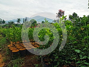 close-up photo of a citrus fruit nursery