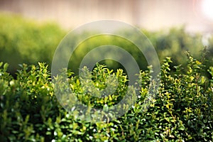 Close up photo of clipped boxwood bush, green leaves bush texture, blurred natural green background. Topiary in the home garden