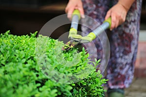 Close up photo of clipped boxwood bush, green leaves bush texture, blurred natural green background. Topiary in the home garden