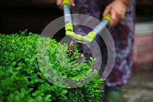 Close up photo of clipped boxwood bush, green leaves bush texture, blurred natural green background. Topiary in the home garden