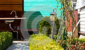 Close up photo of clipped boxwood bush, green leaves bush texture, blurred natural green background. Topiary in the home garden