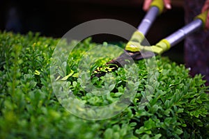 Close up photo of clipped boxwood bush, green leaves bush texture, blurred natural green background. Topiary in the home garden