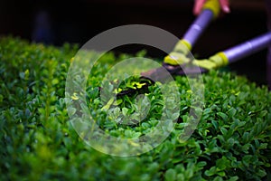 Close up photo of clipped boxwood bush, green leaves bush texture, blurred natural green background. Topiary in the home garden