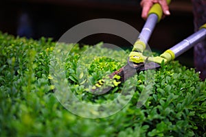 Close up photo of clipped boxwood bush, green leaves bush texture, blurred natural green background. Topiary in the home garden