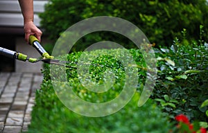 Close up photo of clipped boxwood bush, green leaves bush texture, blurred natural green background. Topiary in the home garden