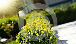 Close up photo of clipped boxwood bush, green leaves bush texture, blurred natural green background. Topiary in the home garden