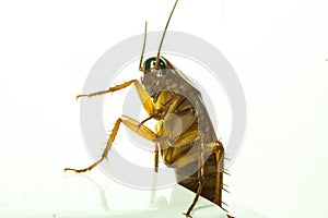 close-up photo of a cockroach on a white background