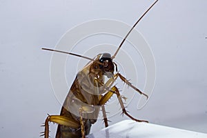 close-up photo of a cockroach on a white background