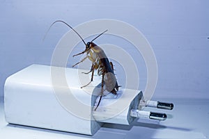 close-up photo of a cockroach on a white background