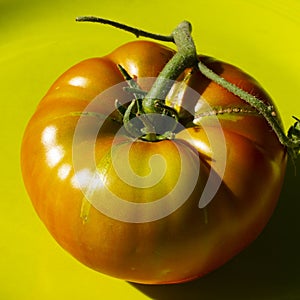 Close up photo of a colorful red and orange heirloom tomato on a green background.