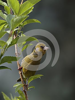 Close-up photo of colorful yellow bird in a dynamic pose on a dark background.