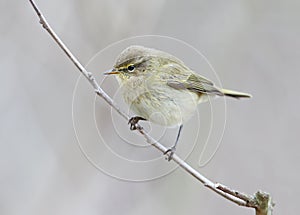 Close up photo of The common chiffchaff Phylloscopus collybita