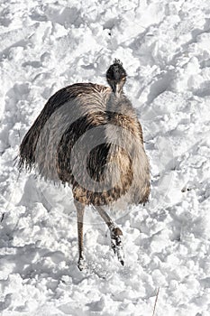 Close up photo of Common Emu Dromaius novaehollandiae