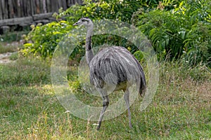 Close up photo of Common Emu Dromaius novaehollandiae