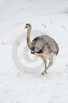 Close up photo of Common Emu Dromaius novaehollandiae photo