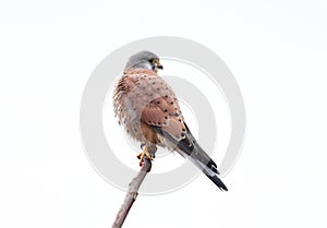 Close up photo of common kestrel isolated on white background.