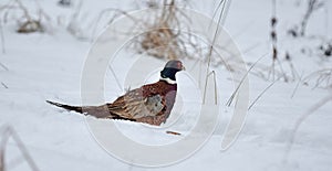 Close up photo of Common Pheasant, Phasianus colchicus on snow in sunny winter day