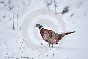 Close up photo of Common Pheasant, Phasianus colchicus on snow in sunny winter day