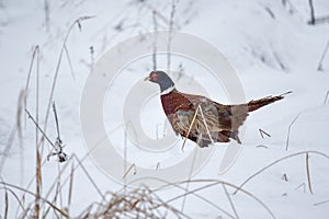 Close up photo of Common Pheasant, Phasianus colchicus on snow in sunny winter day