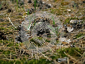 Close-up photo of cones on green grass, needles and dry leaves and twigs