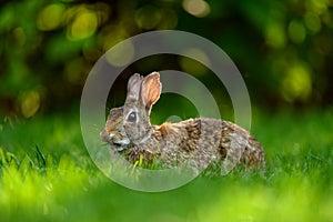 Close-up photo with copy space of an eastern cottontail rabbit Sylvilagus floridanus in British Columbia, Canada