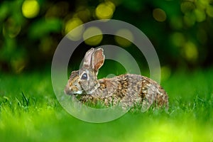 Close-up photo with copy space of an eastern cottontail rabbit Sylvilagus floridanus in British Columbia, Canada