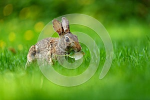 Close-up photo with copy space of an eastern cottontail rabbit Sylvilagus floridanus in British Columbia, Canada