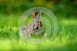 Close-up photo with copy space of an eastern cottontail rabbit Sylvilagus floridanus in British Columbia, Canada