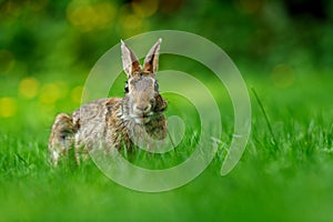 Close-up photo with copy space of an eastern cottontail rabbit Sylvilagus floridanus in British Columbia, Canada