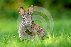 Close-up photo with copy space of an eastern cottontail rabbit Sylvilagus floridanus in British Columbia, Canada