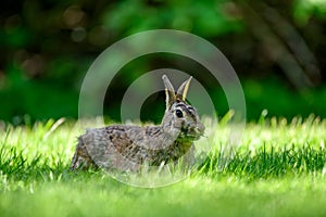 Close-up photo with copy space of an eastern cottontail rabbit Sylvilagus floridanus in British Columbia, Canada