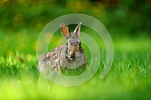 Close-up photo with copy space of an eastern cottontail rabbit Sylvilagus floridanus in British Columbia, Canada