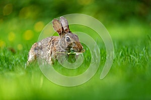 Close-up photo with copy space of an eastern cottontail rabbit Sylvilagus floridanus in British Columbia, Canada