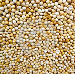 Close up photo of coriander grain on the fresh food ingredient market