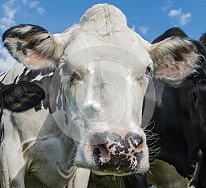 A close up photo of a Cows face in a herd