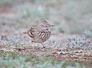 Close-up photo of a crested lark sitting on the ground.