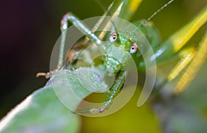 close-up photo of a cricket, insect similar to a grasshopper but with smaller dimensions.
