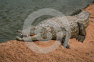 A close-up photo of a crocodile. Reptile