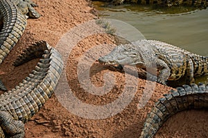 A close-up photo of a crocodile. Reptile