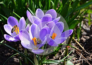 Close up photo of Crocus Flower and Bees