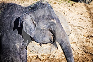 Close up photo of cute baby elephant . The Asian elephant, also called Asiatic elephant. It is head profile. The species is