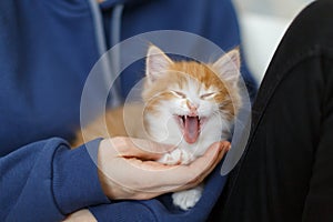 Close up photo of cute little ginger yawning kitten sitting on the palm of the hand unrecognizable gir, front view.