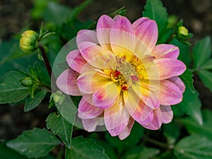 Close up photo of Dahlia dahlia pinnata  in garden