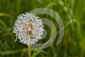 Close up photo of a dandelion against a blurred background of green grass