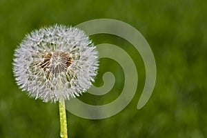 Close up photo of a dandelion against a blurred background of green grass