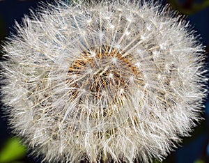 Close-up photo of a dandelion head