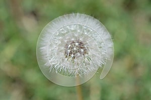 Close up photo of a dandelion puff ball in the center of the photo